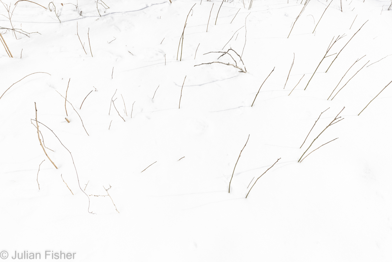  Winter minimalism 2 Moose Hill Preserve Sharon, MA 