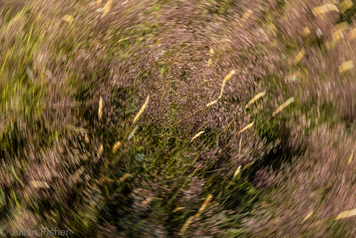 spiral image of reeds and grass