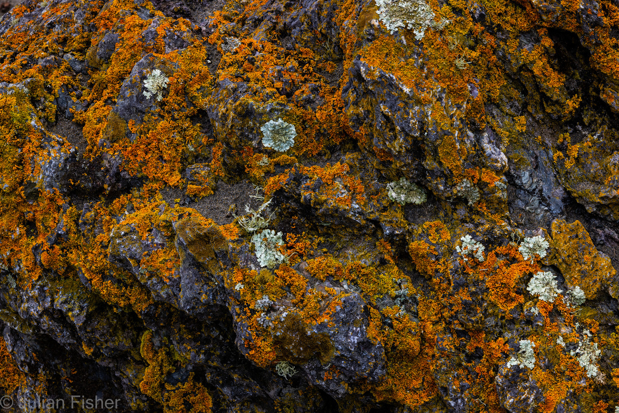 lichen on a rocky outcropping