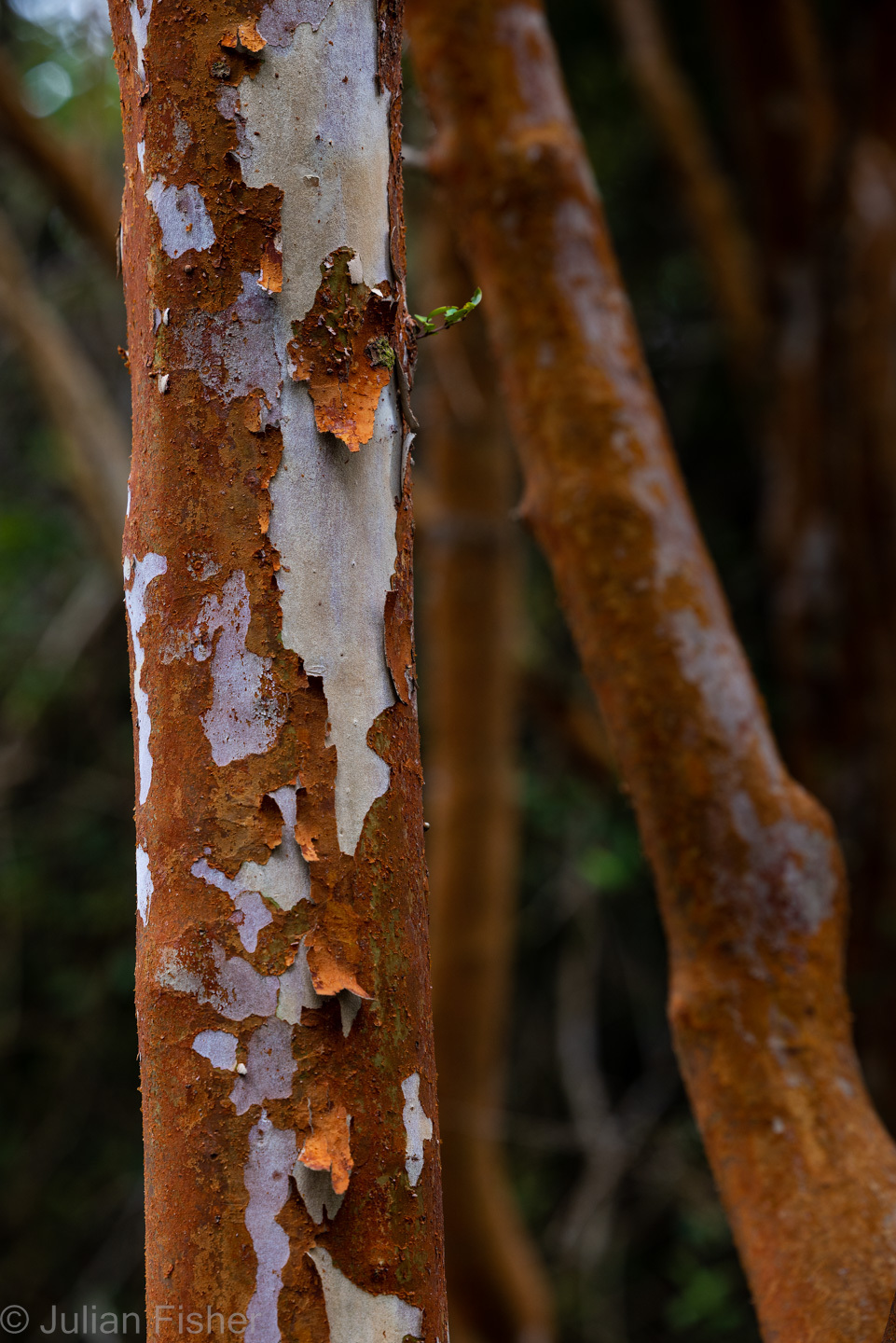 close up of tree trunk with peeling bark