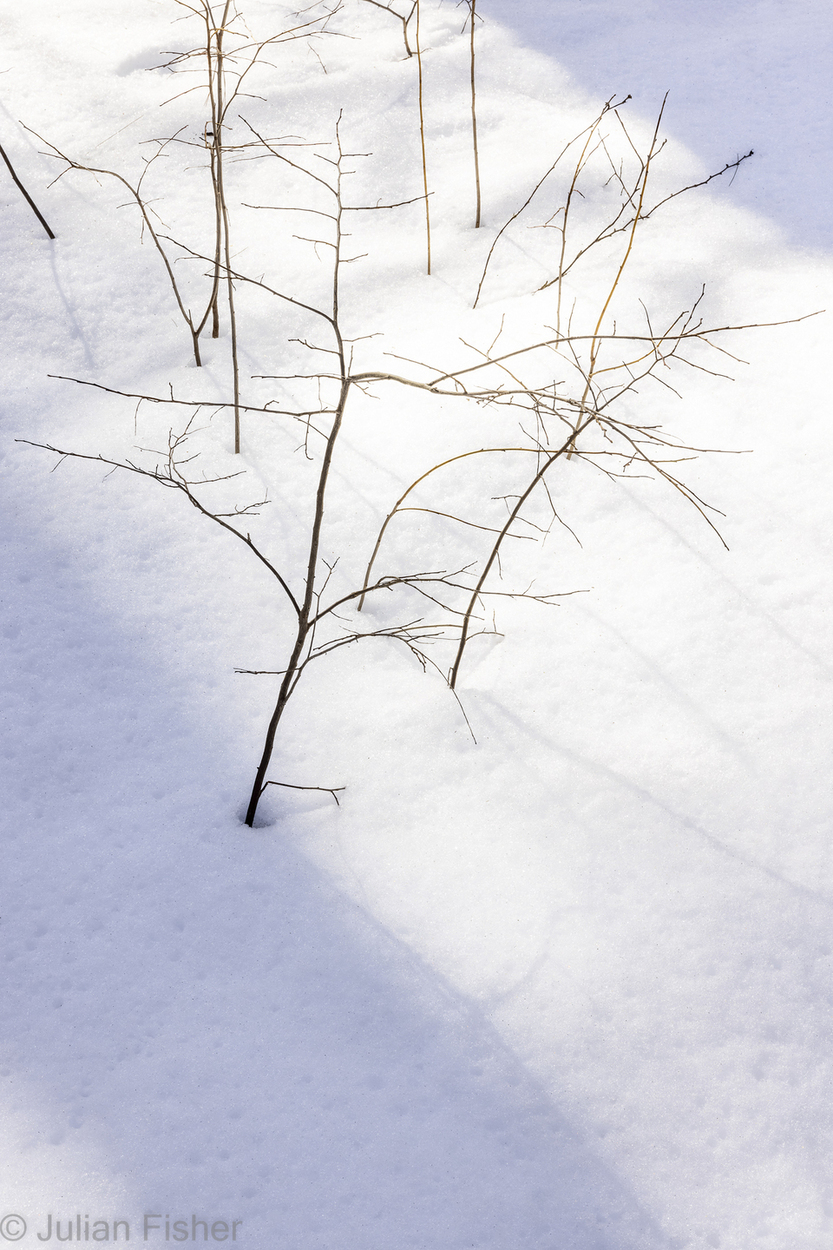  Winter minimalism 5 Moose Hill Preserve Sharon, MA 