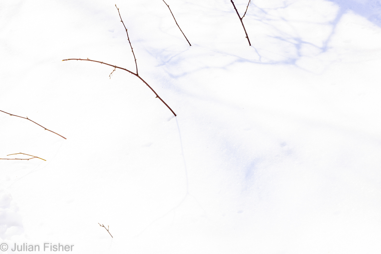  Winter minimalism 8 Moose Hill Preserve Sharon, MA 
