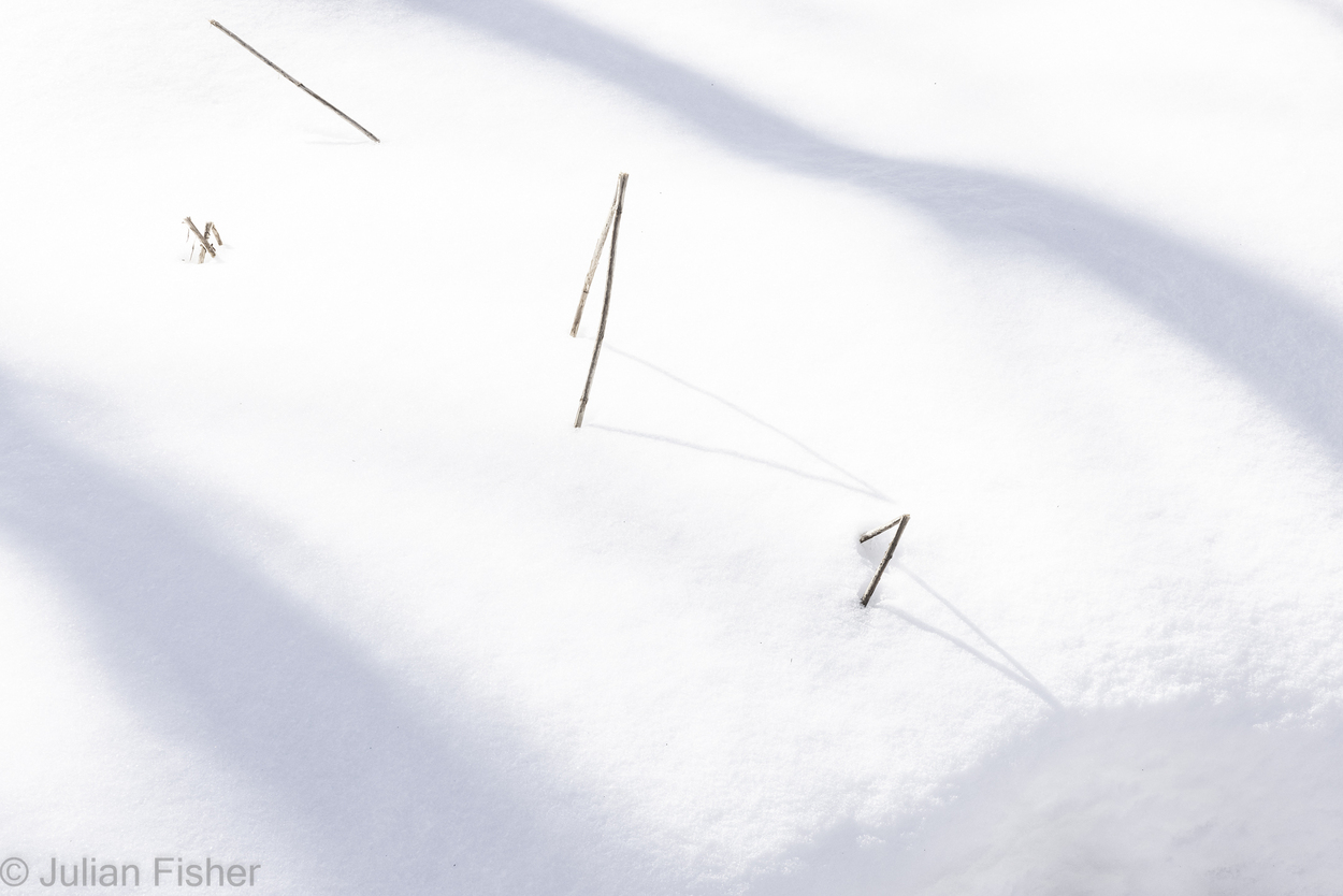  Winter minimalism 1 Moose Hill Preserve Sharon, MA 