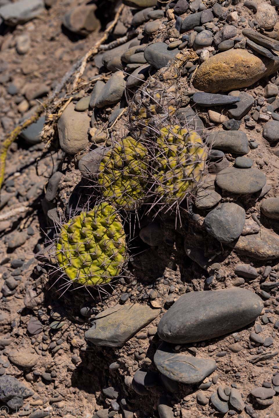cactus in dirt