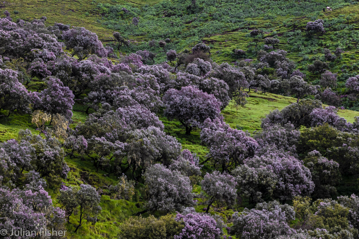  Purple symphony nbspSimien Mountains National Park, Ethiopia